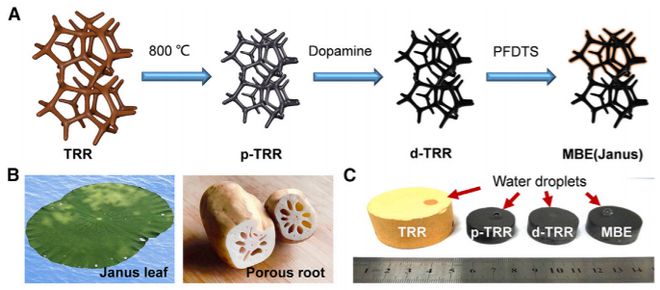 深耕纳米乐 M6米乐米功能化引领后塑料时代——俞书宏院士课题组2020年研究成果集锦(图13) 深耕纳米乐 M6米乐米功能化引领后塑料时代——俞书宏院士课题组2020年研究成果集锦(图13)