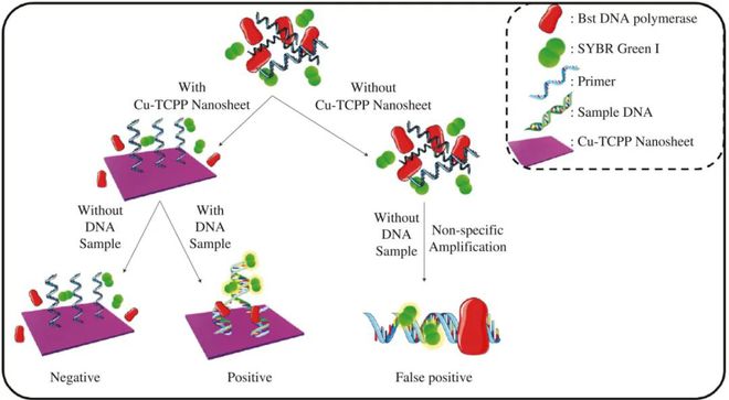 FSHW 基于Cu-TCPP纳米片的LAMP检测方法米乐M6 米乐(图1)