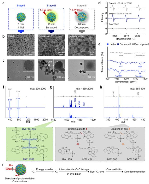 米乐 M6米乐中国科学院过程所闫学海团队开发具有光氧化增强发光机制的生物有机双光子纳米探针(图2) 米乐 M6米乐中国科学院过程所闫学海团队开发具有光氧化增强发光机制的生物有机双光子纳米探针(图2)