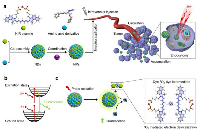 米乐 M6米乐中国科学院过程所闫学海团队开发具有光氧化增强发光机制的生物有机双光子纳米探针(图1) 米乐 M6米乐中国科学院过程所闫学海团队开发具有光氧化增强发光机制的生物有机双光子纳米探针(图1)