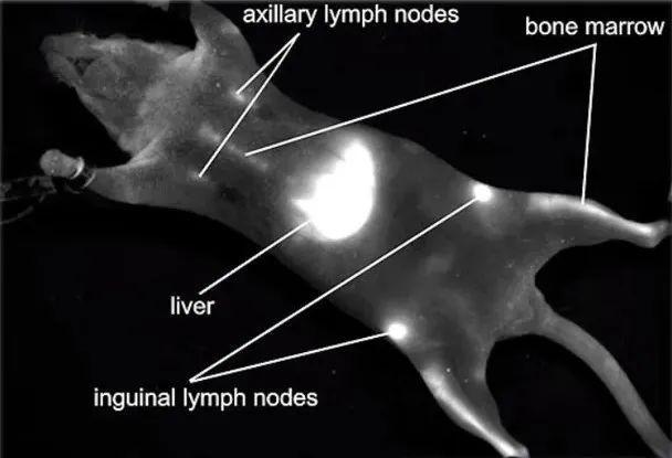 米乐M6 米乐彩色玻璃和QLED电视原理是差不多的？ 2023诺贝尔化学奖探秘(图7)