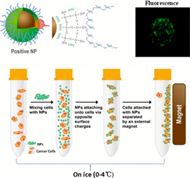 2米乐M6 米乐023工博会  同济大学：首创新型循环肿瘤细胞检测纳米技术(图1)