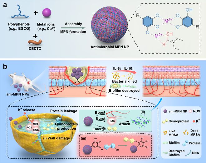 茶多酚自组装新材料首次构建(图1) 茶多酚自组装新材料首次构建(图1)