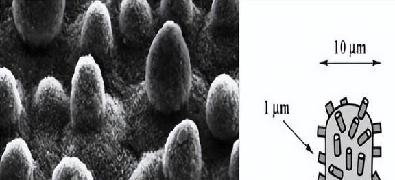 化学纳米大发现！我国成功制造出五重孪晶金纳米晶打破人们认知(图2)