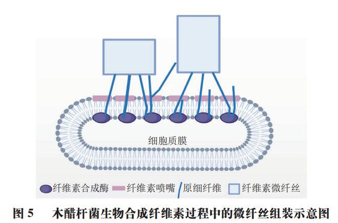《食品科学》：兰州理工大学任海伟教授等：纳米纤维素的制备、结构性质及应用研究进展(图8)