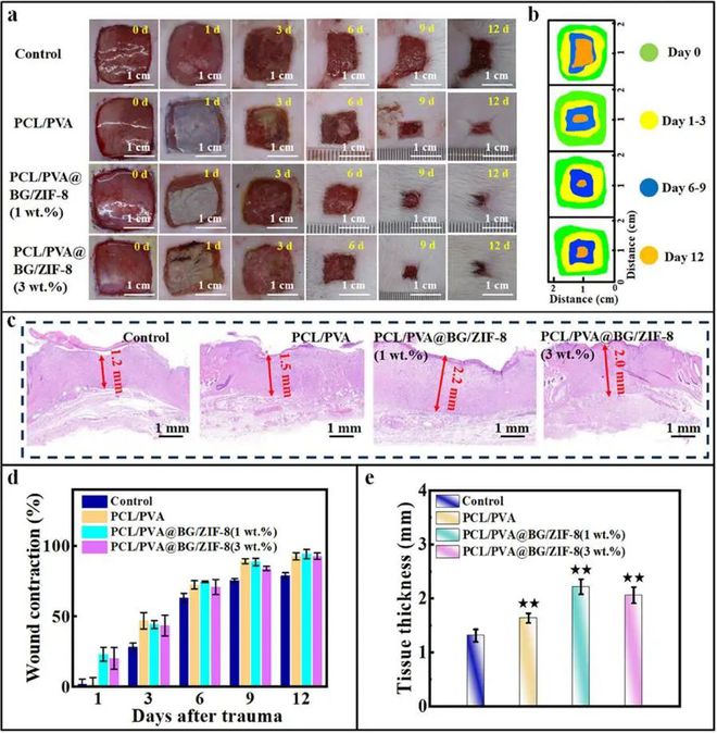 南工大陈苏教授福建农林大庞杰教授ACS AMI:静电纺丝技术制备高性能人造皮肤(图4) 南工大陈苏教授福建农林大庞杰教授ACS AMI:静电纺丝技术制备高性能人造皮肤(图4)