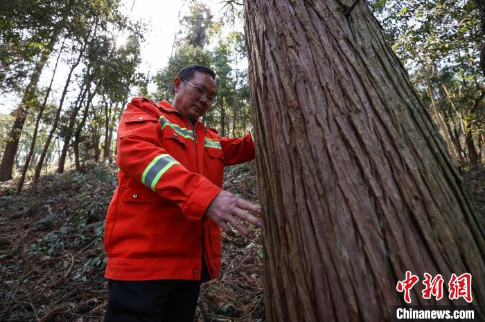 贵州汇川:护林员陈正华“以林为家”坚守林场25年(图1) 贵州汇川:护林员陈正华“以林为家”坚守林场25年(图1)