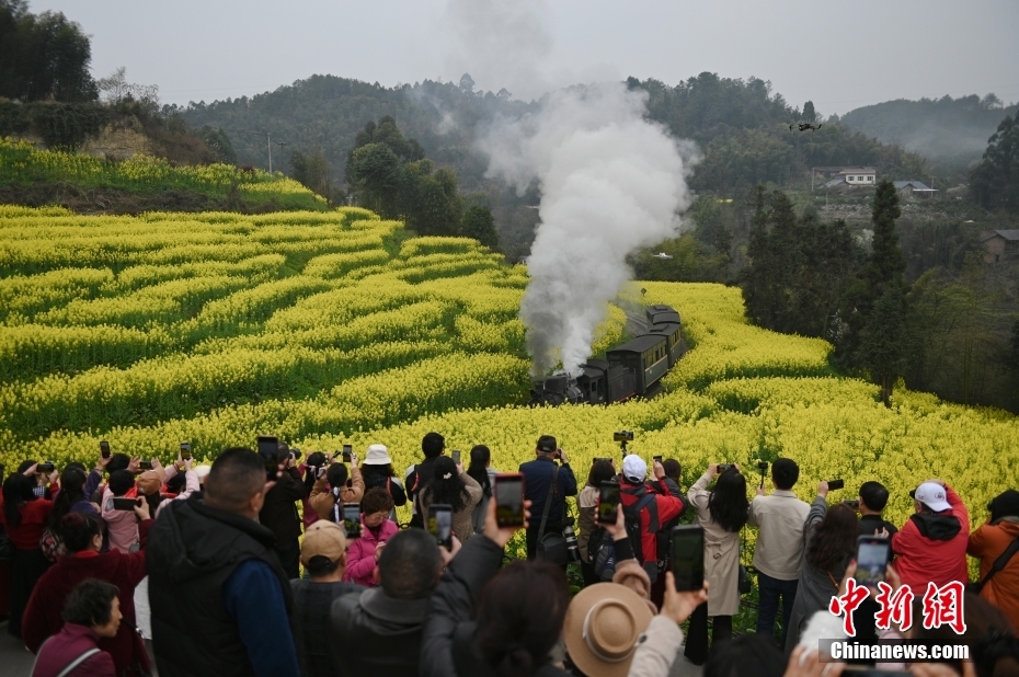 穿行在油菜花海 四川犍为开往“春天的火车”迎客忙(图2) 穿行在油菜花海 四川犍为开往“春天的火车”迎客忙(图2)