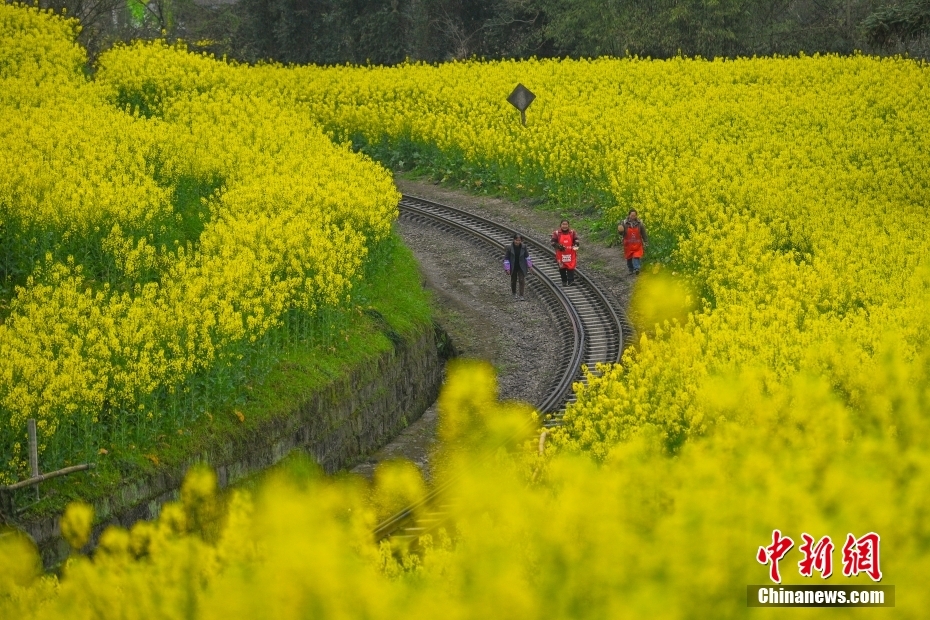 穿行在油菜花海 四川犍为开往“春天的火车”迎客忙(图6) 穿行在油菜花海 四川犍为开往“春天的火车”迎客忙(图6)