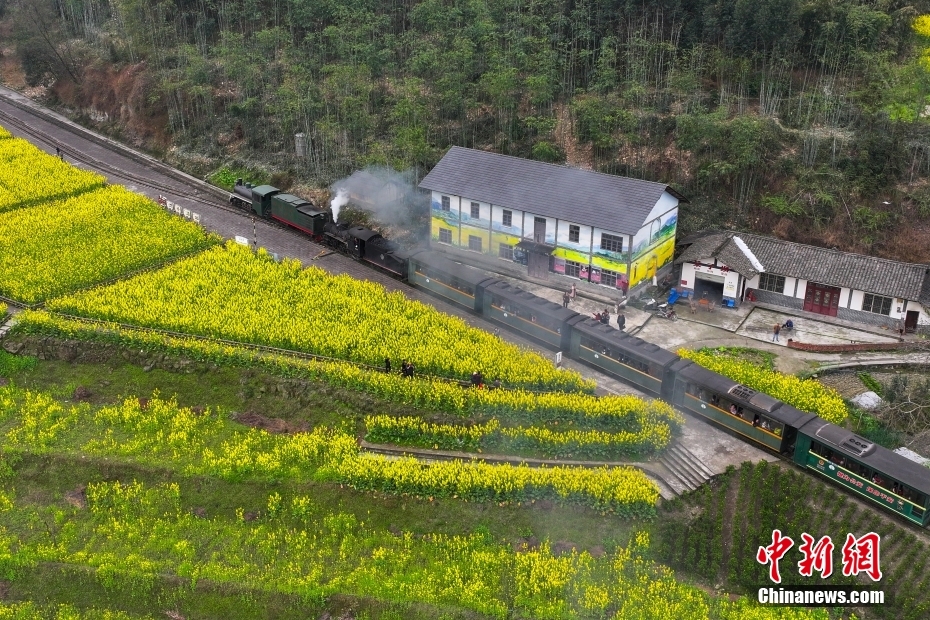 穿行在油菜花海 四川犍为开往“春天的火车”迎客忙(图7) 穿行在油菜花海 四川犍为开往“春天的火车”迎客忙(图7)