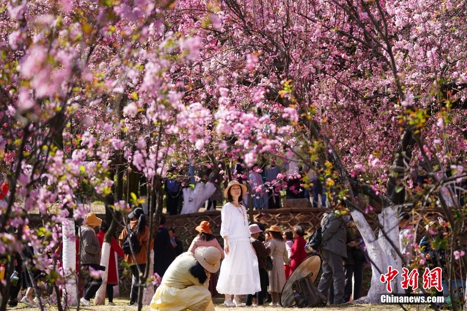 云南昆明:“圆通花潮”春意浓(图5) 云南昆明:“圆通花潮”春意浓(图5)