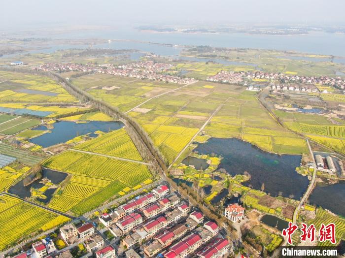 江西南昌:金色油菜花迎春绽放 铺满大地绘就秀美乡村画卷(图3) 江西南昌:金色油菜花迎春绽放 铺满大地绘就秀美乡村画卷(图3)