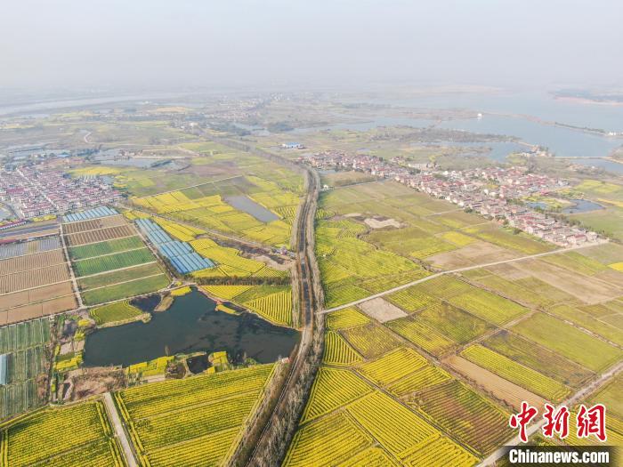 江西南昌:金色油菜花迎春绽放 铺满大地绘就秀美乡村画卷(图5) 江西南昌:金色油菜花迎春绽放 铺满大地绘就秀美乡村画卷(图5)