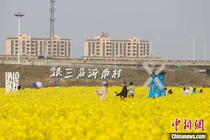 江西南昌:金色油菜花迎春绽放 铺满大地绘就秀美乡村画卷(图2) 江西南昌:金色油菜花迎春绽放 铺满大地绘就秀美乡村画卷(图2)