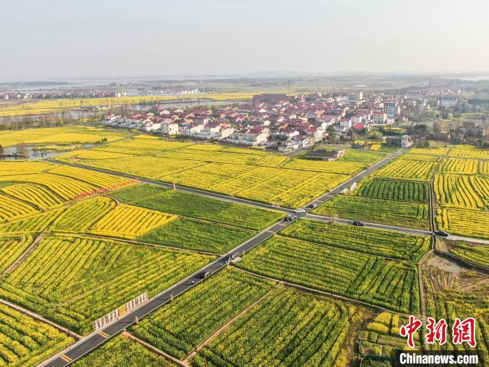 江西南昌:金色油菜花迎春绽放 铺满大地绘就秀美乡村画卷(图4) 江西南昌:金色油菜花迎春绽放 铺满大地绘就秀美乡村画卷(图4)