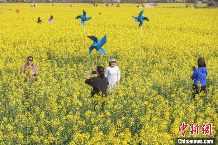 江西南昌:金色油菜花迎春绽放 铺满大地绘就秀美乡村画卷(图9) 江西南昌:金色油菜花迎春绽放 铺满大地绘就秀美乡村画卷(图9)