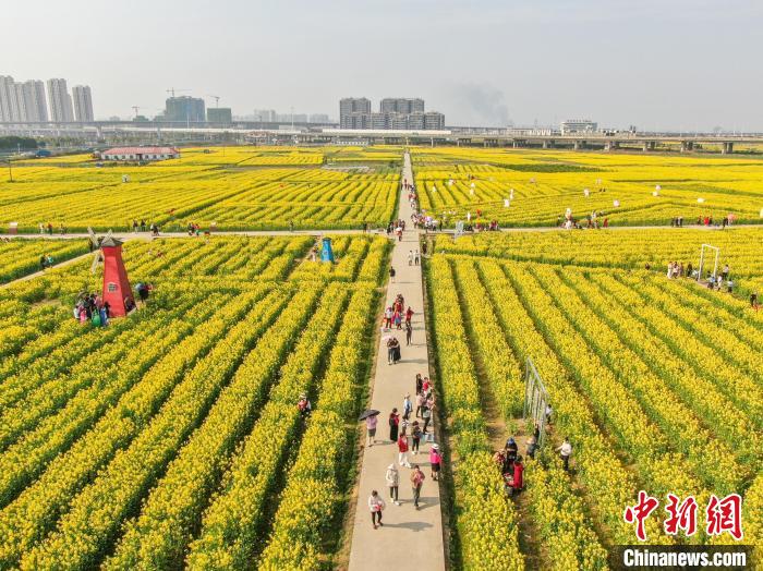 江西南昌:金色油菜花迎春绽放 铺满大地绘就秀美乡村画卷(图12) 江西南昌:金色油菜花迎春绽放 铺满大地绘就秀美乡村画卷(图12)