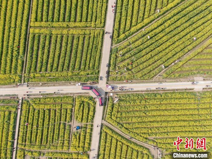江西南昌:金色油菜花迎春绽放 铺满大地绘就秀美乡村画卷(图10) 江西南昌:金色油菜花迎春绽放 铺满大地绘就秀美乡村画卷(图10)