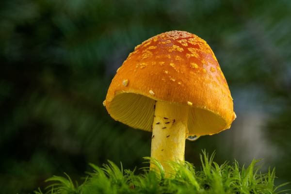 绿化板(绿化板)(图2) 绿化板(绿化板)(图2)