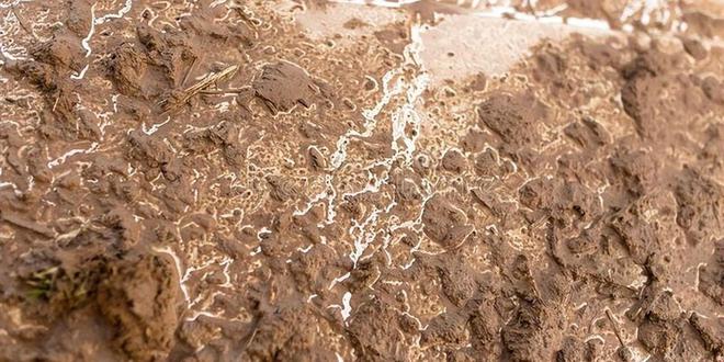 二氧化碳和矿化度造成的石油管道的垢下腐蚀(图2)