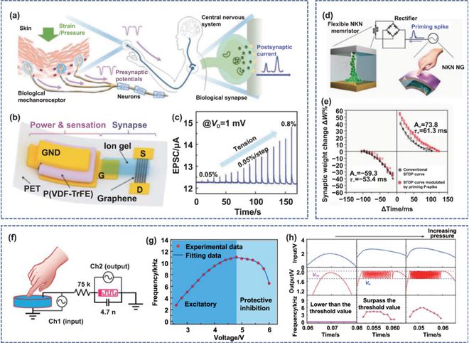 极端制造 压电电子学神经形态器件：原理、制造及应用(图6)