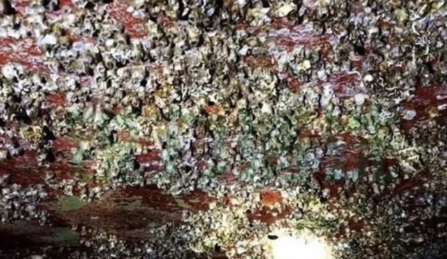 多家国外航运公司试用新材料绿色航运发展或有新变化(图2) 多家国外航运公司试用新材料绿色航运发展或有新变化(图2)