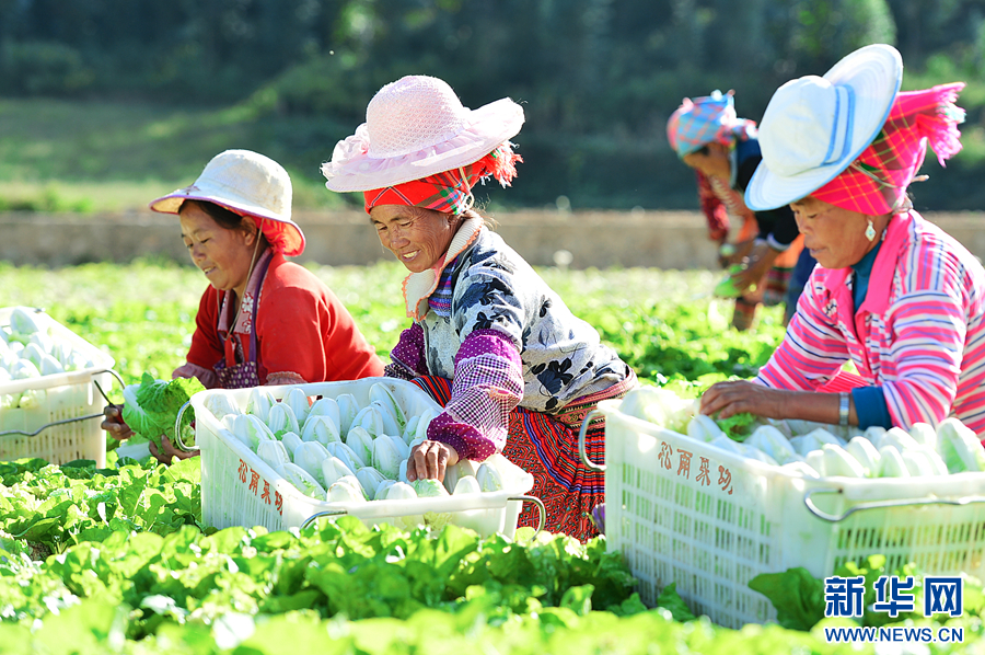 聚焦高质量发展|云南:资源经济势头旺 产业发展谱新篇_新华网(图5) 聚焦高质量发展|云南:资源经济势头旺 产业发展谱新篇_新华网(图5)