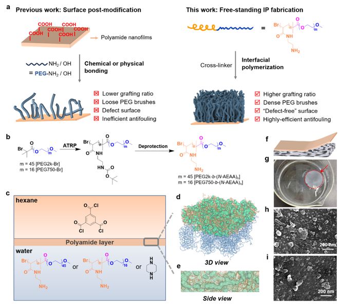 上海交大董瑞蛟团队Angew Chem:非对称抗菌嵌段共聚物纳米膜用于天然水的高效纯化(图2) 上海交大董瑞蛟团队Angew Chem:非对称抗菌嵌段共聚物纳米膜用于天然水的高效纯化(图2)