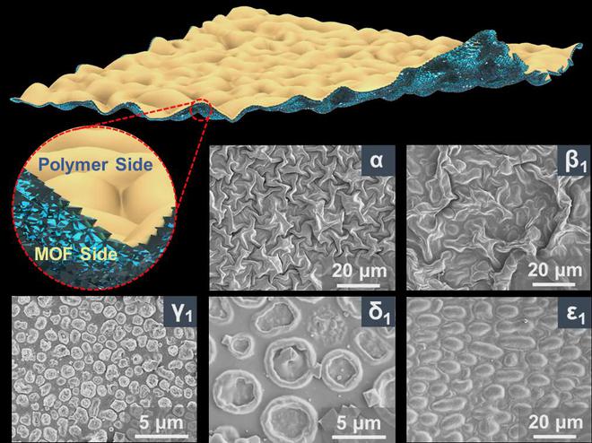 浙江大学Science!中国科学院金属所Science!(图4) 浙江大学Science!中国科学院金属所Science!(图4)